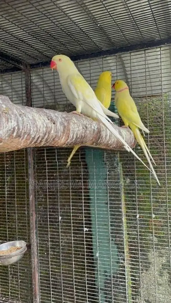 Ring Neck Birds