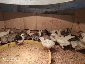 Turkey Chicks