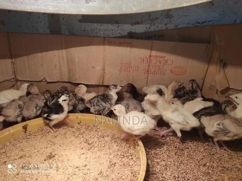 Turkey Chicks
