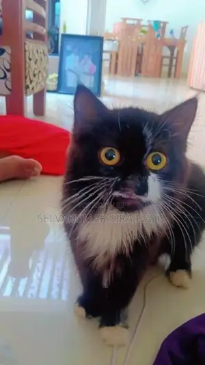 Persian Kittens
