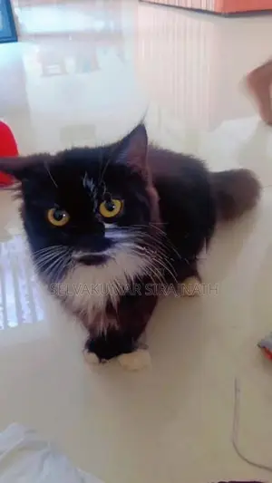 Persian Kittens