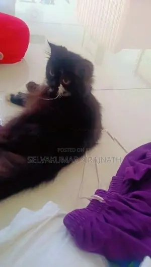 Persian Kittens