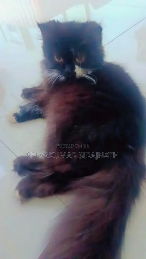 Persian Kittens