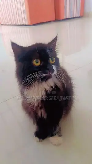 Persian Kittens
