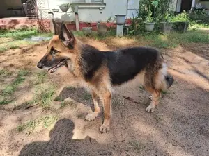 German Shepherd Female Dog