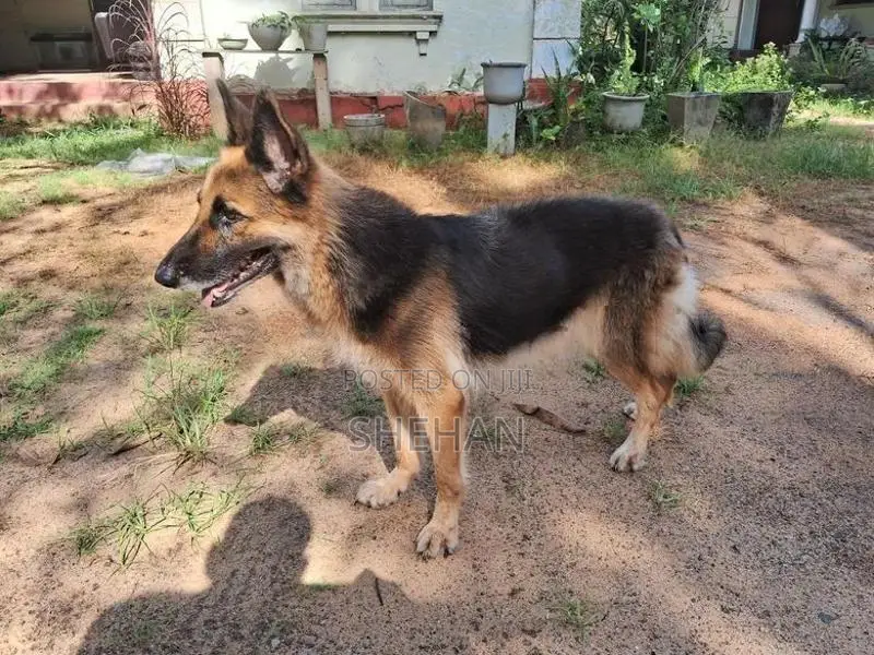 German Shepherd Female Dog