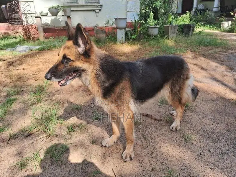 German Shepherd Female Dog