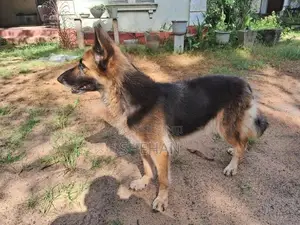 German Shepherd Female Dog