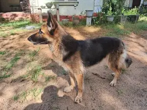 German Shepherd Female Dog