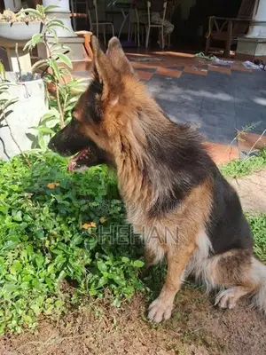 German Shepherd Female Dog