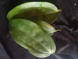 Biryani Leaves