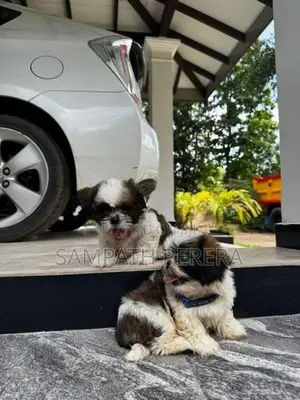 Shih tzu puppies
