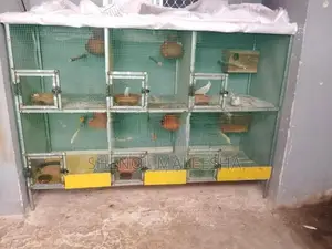 Bird with Cage
