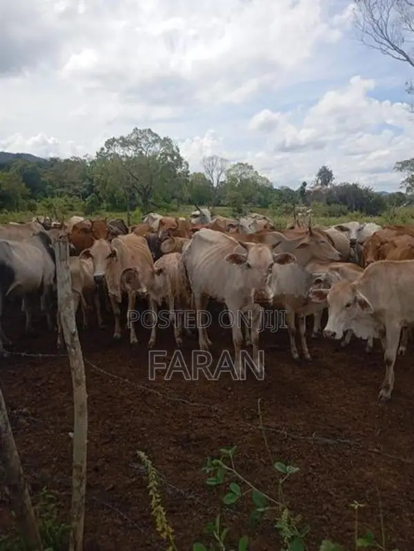 Namban Cow