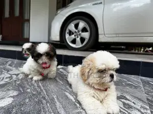 Shih tzu puppies