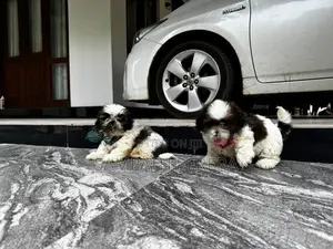 Shih tzu puppies