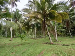 Land for Sale Minuwangoda