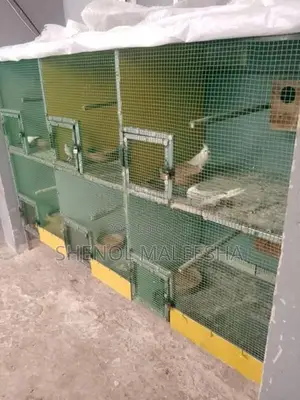Bird with Cage