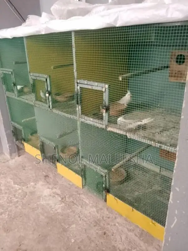 Bird with Cage