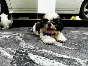 Shih tzu puppies