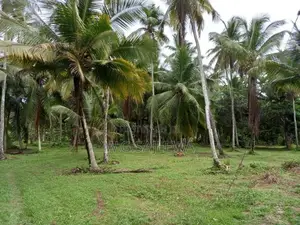 Land for Sale Minuwangoda