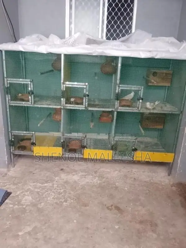 Bird with Cage