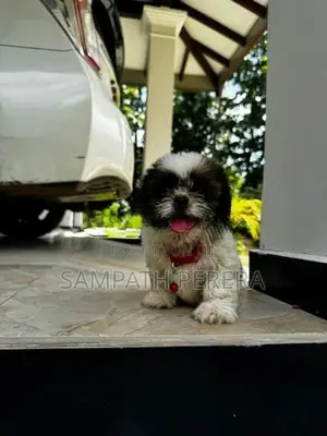 Shih tzu puppies