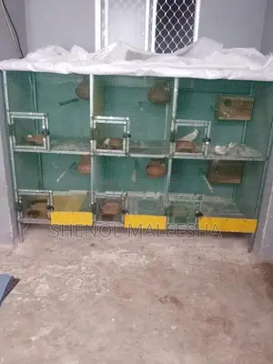 Bird with Cage