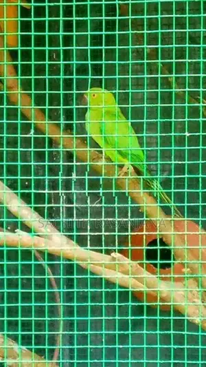 Parrot