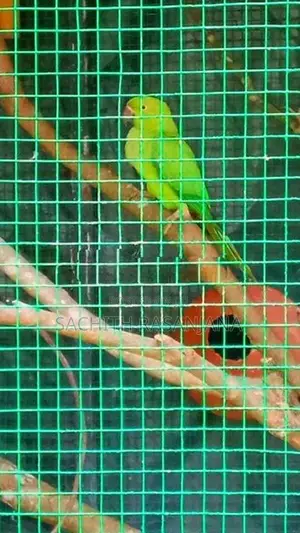 Parrot