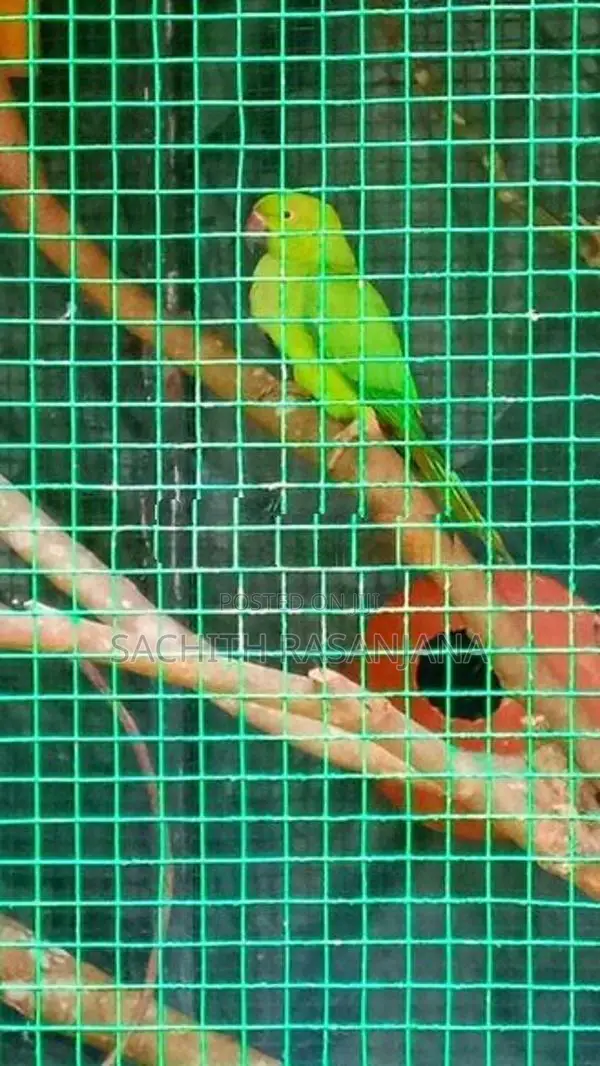 Parrot