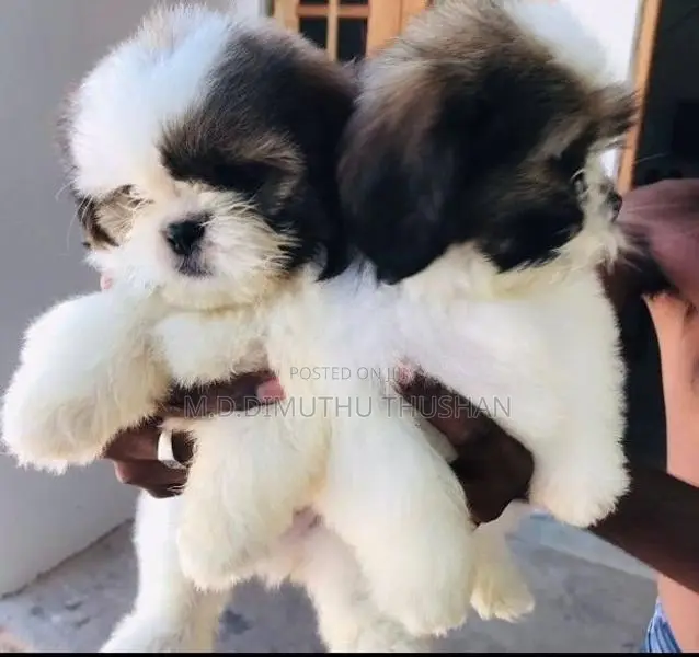 Shih Tzu Puppies