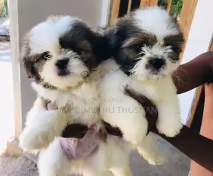 Shih Tzu Puppies