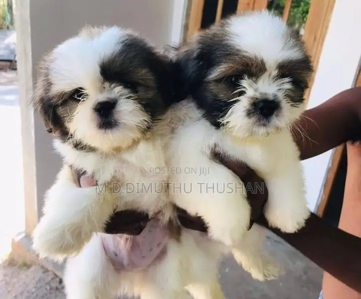 Shih Tzu Puppies