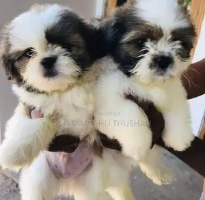 Shih Tzu Puppies