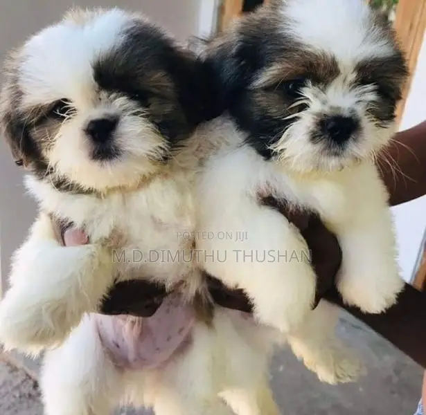 Shih Tzu Puppies