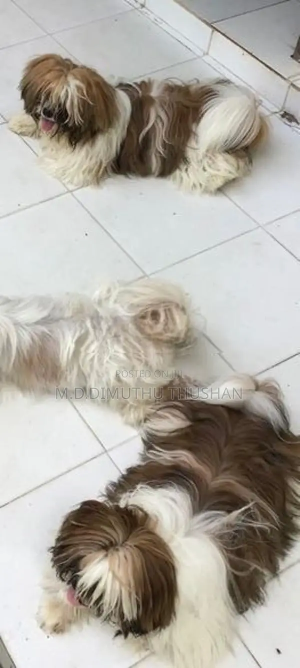 Shih Tzu Puppies