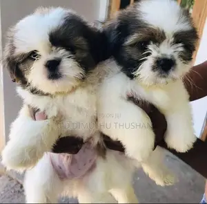 Shih Tzu Puppies