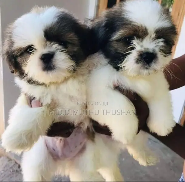 Shih Tzu Puppies