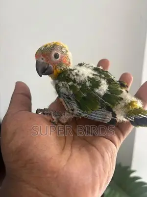 Sun Conure chicks