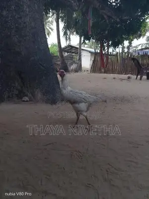 வெள்ளடியன்