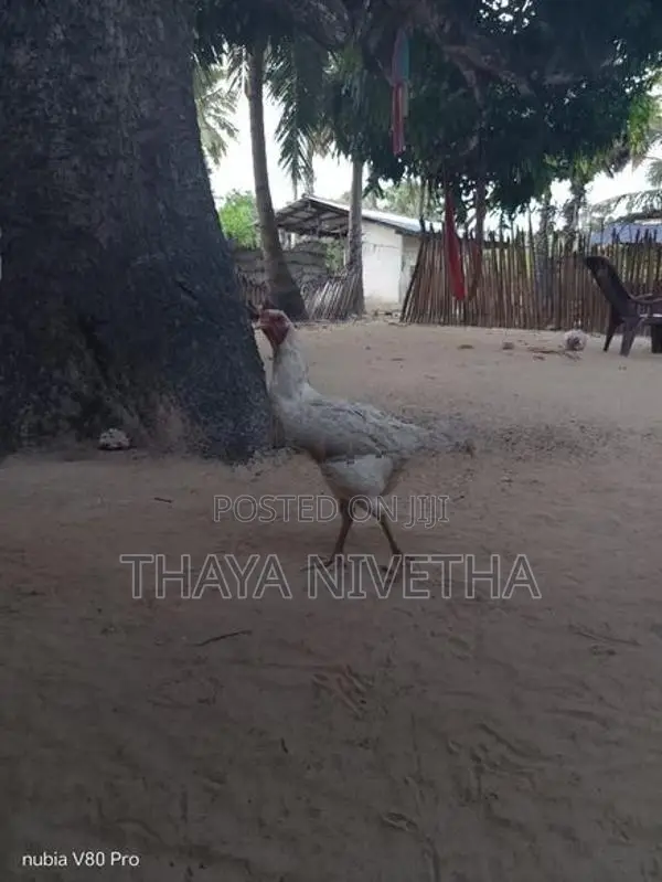 வெள்ளடியன்