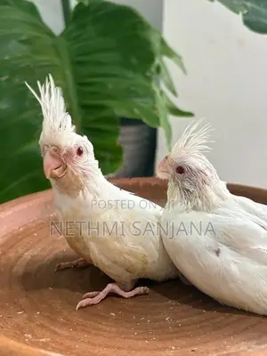Cockatiel Birds
