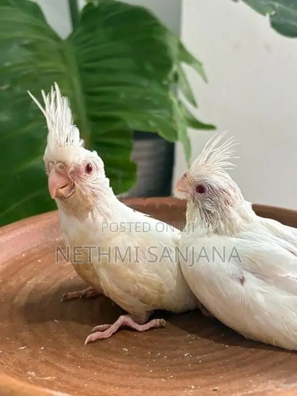 Cockatiel Birds