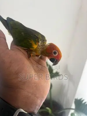 Sun Conure Bird