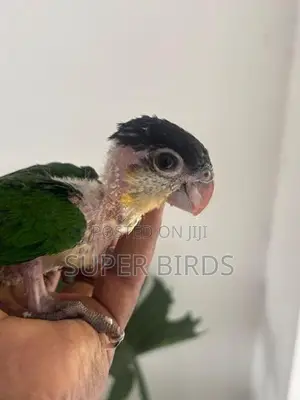Black Head Caique Chicks
