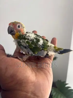 Sun Conure chicks