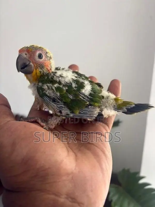 Sun Conure chicks