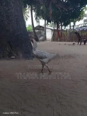 வெள்ளடியன்