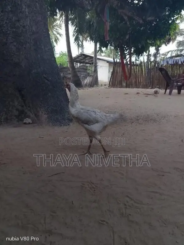 வெள்ளடியன்